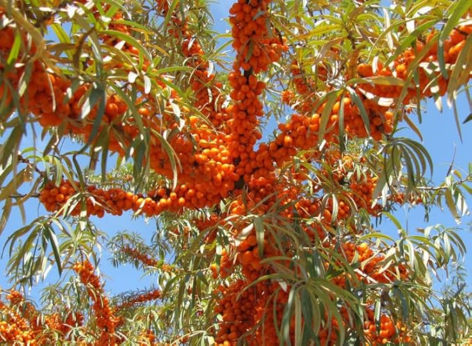 2PCS Natural Plant lip balm Pink Lips Serum Lightening Dark Lips Bleaching Essence Lip Balm Repair Fine Lines Brighten Moisture Exfoliator Lip Care (Orange)