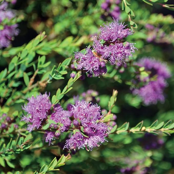 Aromatics International Premium Organic Honey Myrtle Essential Oil 5ml | 100% Pure Essential Oil for Diffusion & Aromatherapy