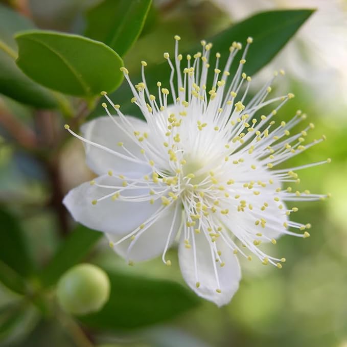 Aromatics International Premium Organic Myrtle Red Essential Oil 18ml | 100% Pure Essential Oil for Diffusion & Aromatherapy