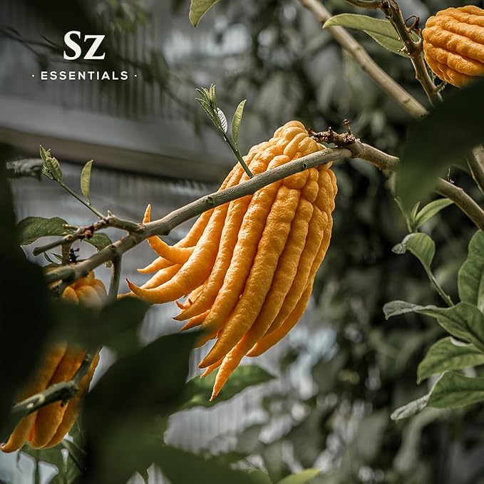 Buddha's Hand Essential Oil, 100% Pure, Extracted from The Most Fragrant Italian Finger Citron - Citrusy & Lemony Scent with Sweet Overtones - Therapeutic Grade & Vegan - 0.17oz (5ml)