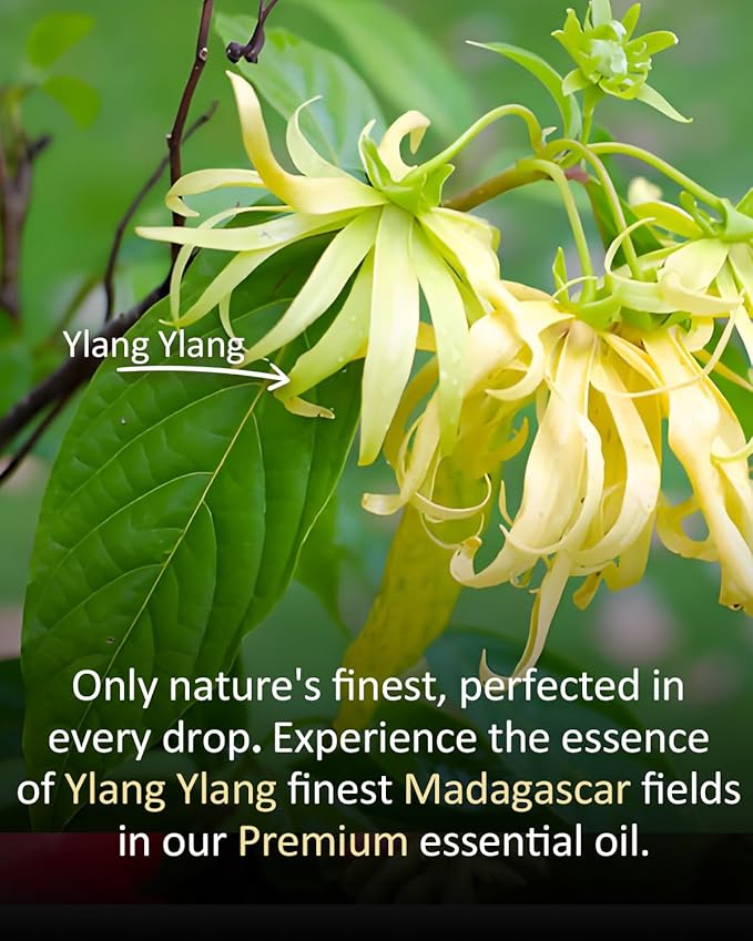 Pure Ylang Ylang Essential Oil, 100% Pure Natural Ylang Ylang Essential Oil, Premium Grade Essential Oils for Diffusers for Home, Skin, Care Massage, Soap Make, Aromatherapy, 4 Fl Oz | 120ml