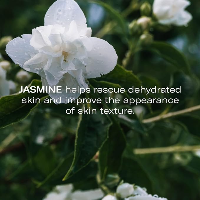 Odacité Anti Aging Serum Concentrate with Blueberry + Jasmine, Hydrating & Skin Brightening Anti-Aging Facial Oil Concentrate for Mature & Tired Skin - 0.17 fl. oz