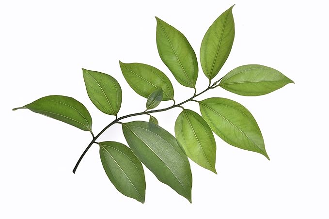 US Organic 100% Pure Cinnamon Leaf Essential Oil - USDA Certified Organic, Steam Distilled - W/Euro Dropper (More Size Variations Available) (10 ml / .33 fl oz)